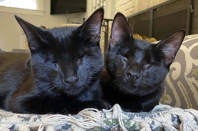 Irresistible Kitties: Sully and Kelly, blind siblings that get around the house just fine.