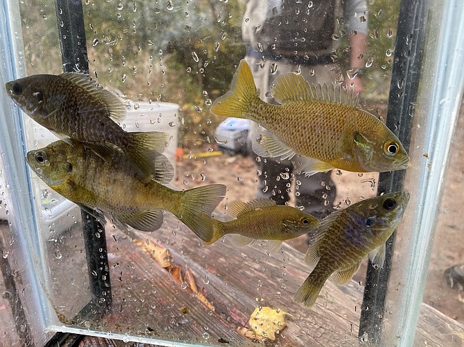 The genus of Lepomis includes several species of Sunfish; fish held here in special narrow tank for identification then released.