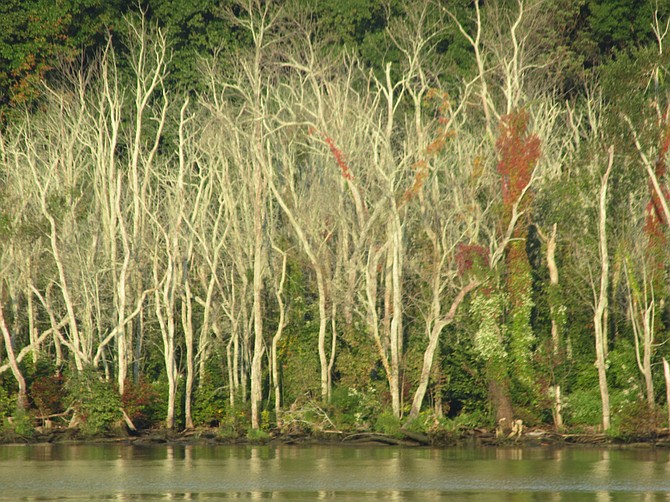 Dead pumpkin ash trees infested by the emerald ash borer in Dyke Marsh.