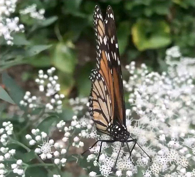 A photo by McGinty of her thriving native plant garden. Where once was lawn three years later is home to butterflies and songbirds, in addition to skinks, toads, native insects, hawks and more.