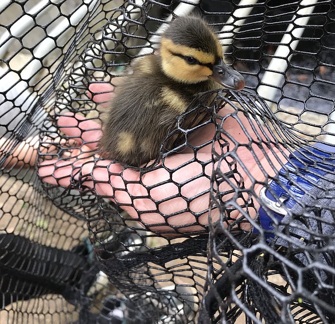 Ducklings in distress often need assistance from AWLA Animal Services Officers.