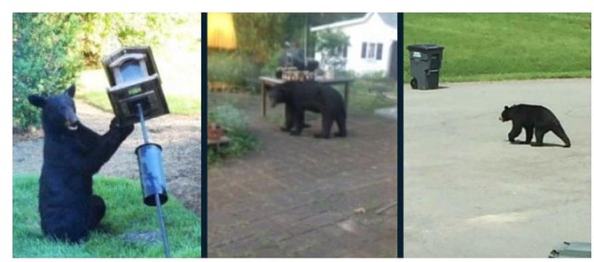 Bears popping up in backyards is something the county has seen before.