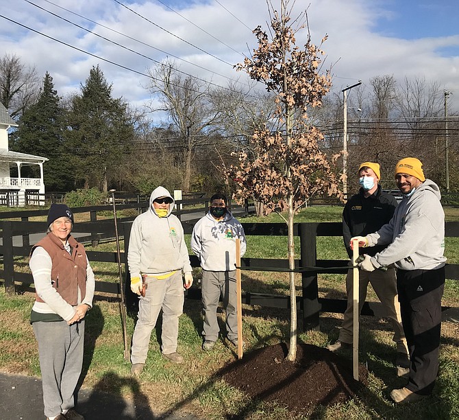 (From left) Resident curator Sarah Kirk looks on as Rossen Landscape employees plant a white oak  at Turner Farm on Wednesday, Nov.18, gifted by the Great Falls Citizens Association.