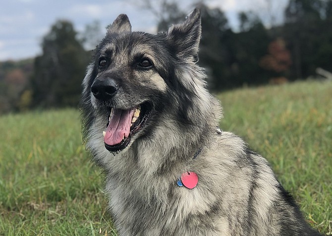 "Since I no longer have a commute, Bear and I have been going on extended morning walks and it’s helped me keep some semblance of a routine [during the pandemic] ... I’m more thankful than ever that he’s around." — Kelly Davison. 
Bear, a 9-and-a-half-year-old German shepherd mix, resides in Arlington Heights.