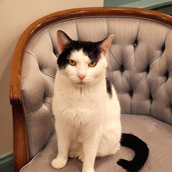 Noah at Mount Purrnon Cat Café.