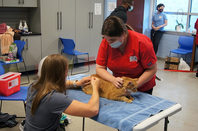 Shelter veterinarian Erica Caldwell administers a vaccination during a drive-in clinic at the AWLA shelter.