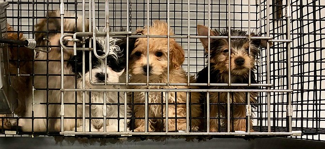 Puppies with health issues and puppy mill origins seized from a Manassas puppy store in 2019, preceding forced closure of the store by Manassas Animal Control Police.