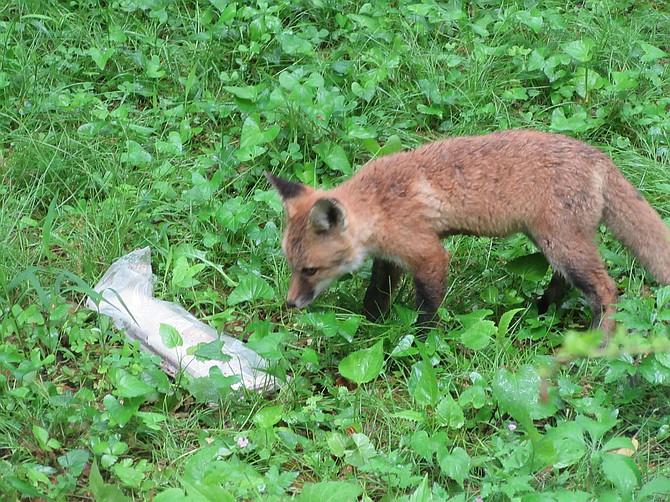 When raising young, parenting foxes bring things to the den for the kits to chew on. A favorite seems to be newspapers left in driveways.  In my neighborhood, we have had many instances of "disappearing newspapers,"  only to find many with tooth-pocked plastic bags near fox dens.
