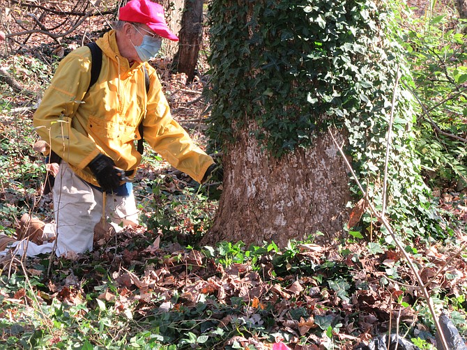 Friends of Dyke Marsh volunteers like Jim Gearing cut a "window" in the ivy at a tree's base.