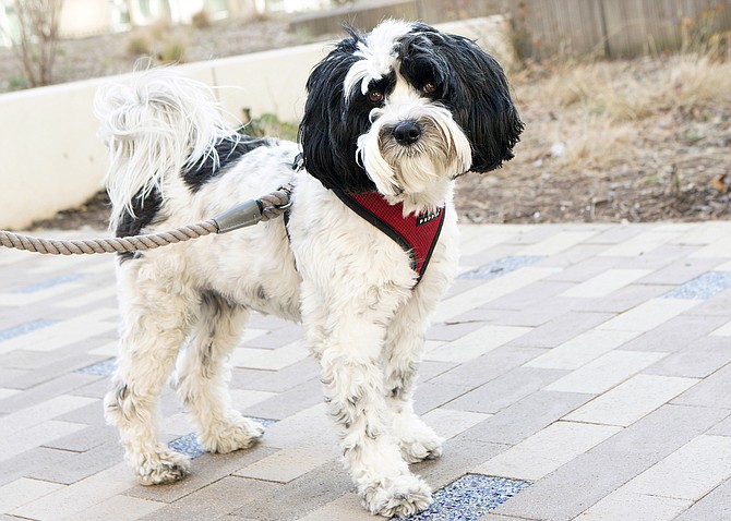 Tashi, a Tibetan Terrier, on a walk-about in Ballston.