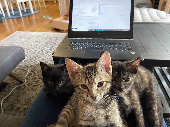 Work-at-home goes better with foster kittens, according to caregivers Kathryn Hockman and Aya Takai.