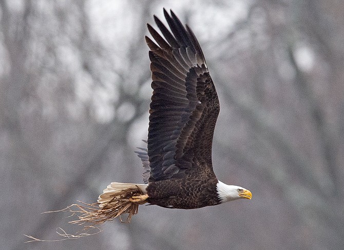 Bald eagle bringing grass to nest. Both sexes help build the massive nests, which they line with grasses and other finer materials.