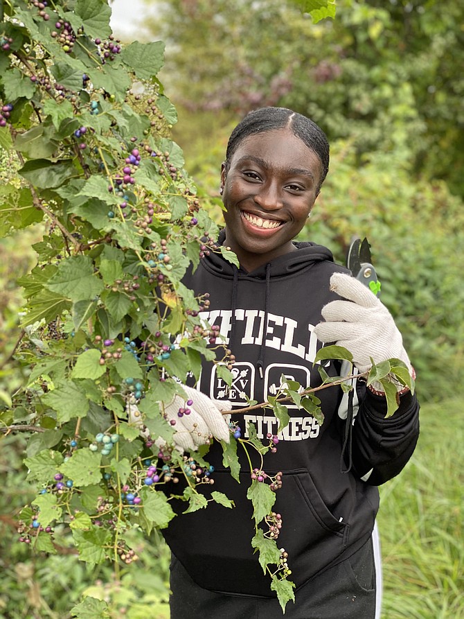 Volunteer Michelle Baidoo removing invasive porcelain berry vines at Laurel Hill Park. The Virginia House and Senate just passed a resolution on invasive plant species proposed by Del. David Bulova and supported by Sen. Dave Marsden.