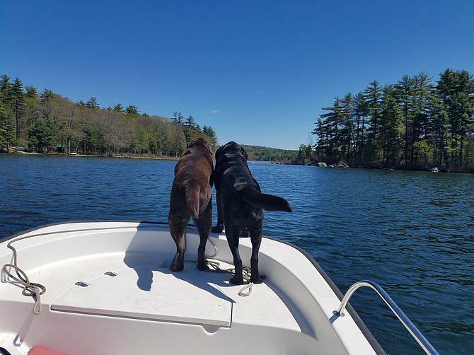 "We love these two big boys because they are affectionate and devoted friends.  Our chocolate lab is Mousse, an 11-year-old boy turning a little grey.  The Black Lab is Buddy, an eight-year-old boy who acts like he is 2 years old. They keep us young and busy.  They must stand in the bow of the boat to make sure we are safely navigating the waters they love." – Richard and Carol Haver of  Great Falls.