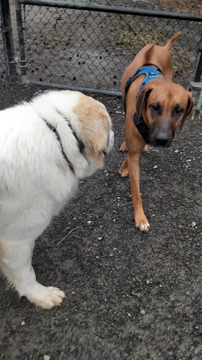 A pair of dogs named Apollo at the Old Mill dog park.