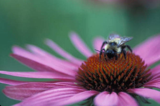 “The poor bees would barely be protected at all.”