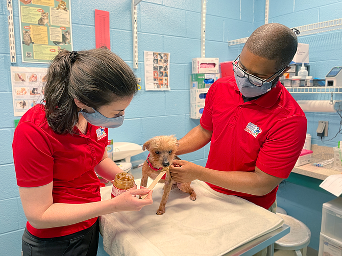 A jar of peanut butter makes the perfect distraction for a dog during an exam, one of the “Fear Free” techniques used at the Animal Welfare League of Alexandria.