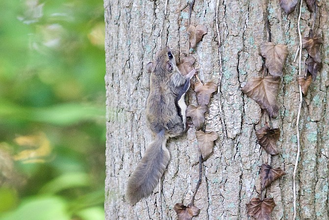 A flying squirrel on a tree's bark at Dyke Marsh, showing how they camouflage on trees.