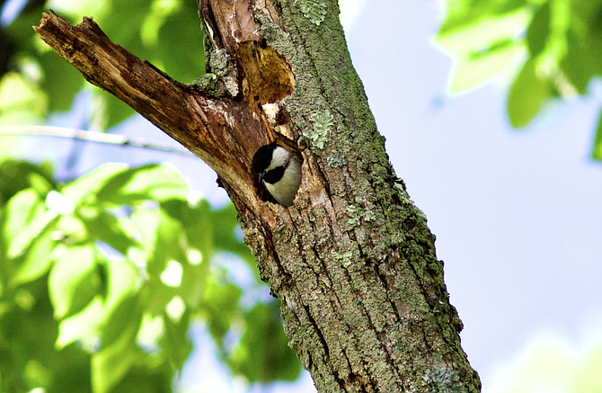 Ed Eder took this photo of a Carolina Chickadee at the nest cavity entrance during the 2020 Dyke Marsh Breeding Bird Survey.