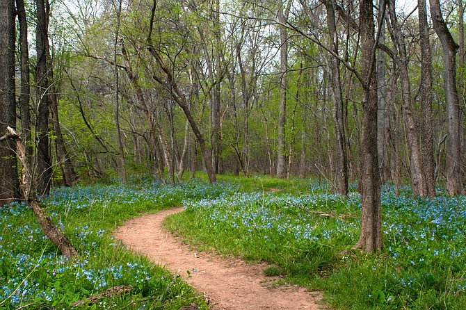 Blue Bells along Blue Bell Trail in Bull Run Park: It is one of the treasures of Northern Virginia.
