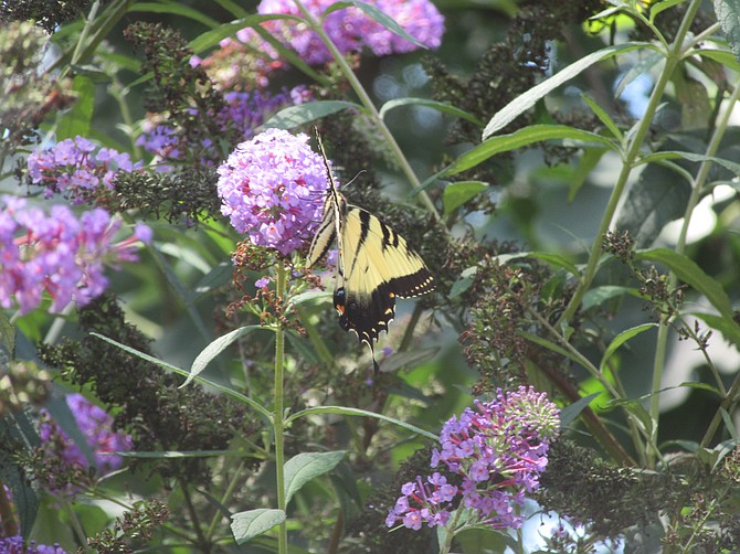 A tiger swallowtail butterfly in an Alexandria native plant garden.