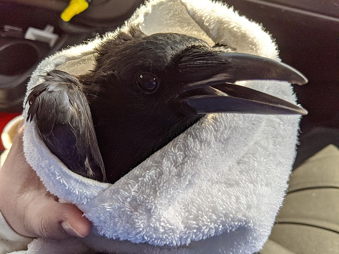 An injured crow, rescued by the AWLA.