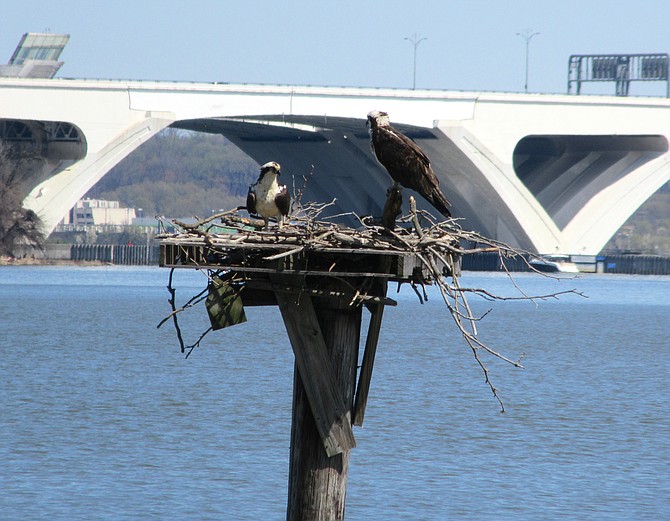An osprey pair returns to this platform at the Belle Haven Marina every spring, just south of the Woodrow Wilson Bridge.