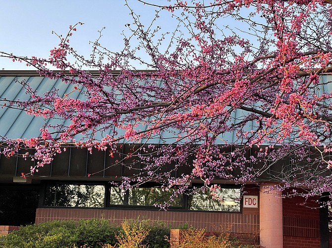 While the Potomac Village Garden Club recently worked with Glenstone Museum to create a garden of native plants in front of Potomac Library along Falls Road, the club has been maintaining flowers and gardens around the library since its inception. Native Redbud trees have been blooming on all sides. For listing of virtual events, see https://mcpl.libnet.info/events?l=virtual+branch&r=thisweek