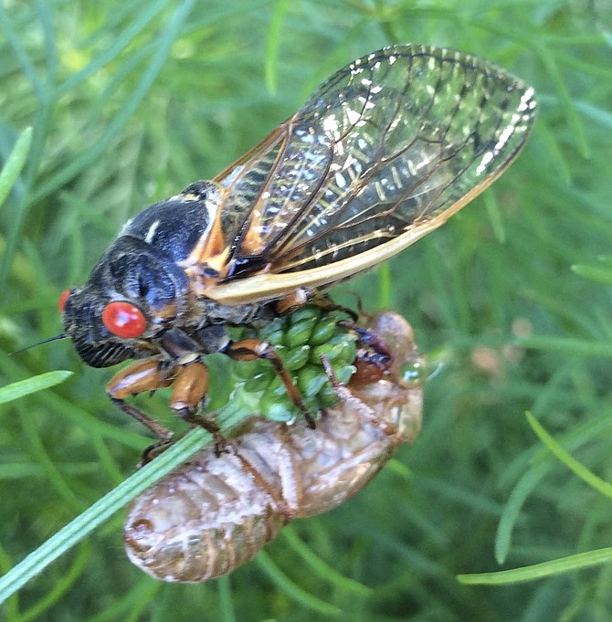 With characteristic red eyes, a Brood X cicada exits from its exoskeleton, moving from nymph to adult stage.