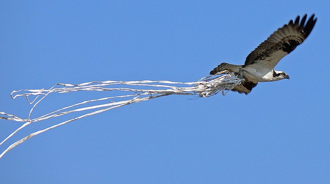 Osprey with streaming debris in Woodbridge, Va.