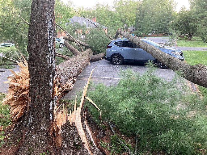 Wind gusts up to 60 miles per hour toppled pines at River Falls on Friday, May 5, 2021 on top of these unfortunate cars. River Falls Community Center Association removed the two trees and others that were leaning precariously after Friday’s storm.