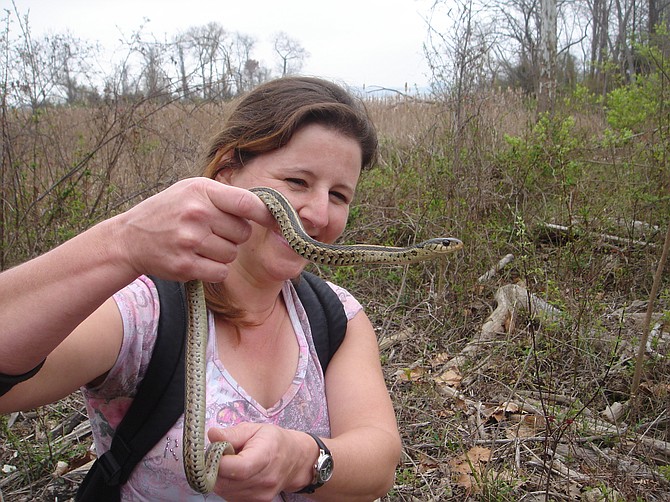 Herpetologist Caroline Seitz with KidsNatureShows.com holds an eastern garter snake in Dyke Marsh. She advises people not to handle snakes.
