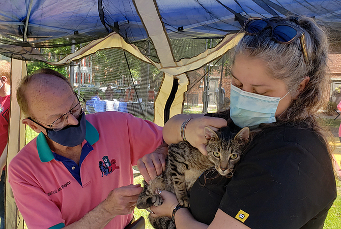 A pet cat receives vaccinations for rabies, distemper and parvovirus.