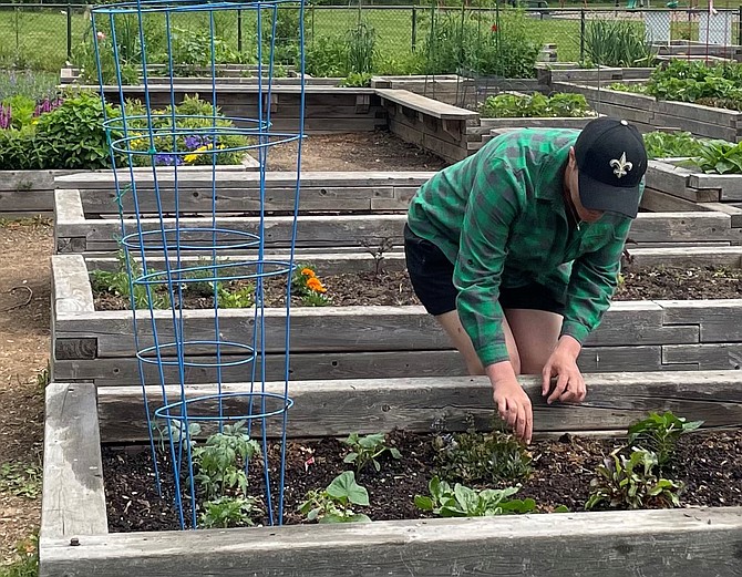 Kate Schultz tends to her garden May 3 at the Dale Street Community Garden in Arlandria.