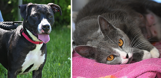 Two of the pets available for adoption at the Montgomery County Animal Services and Adoption Center.