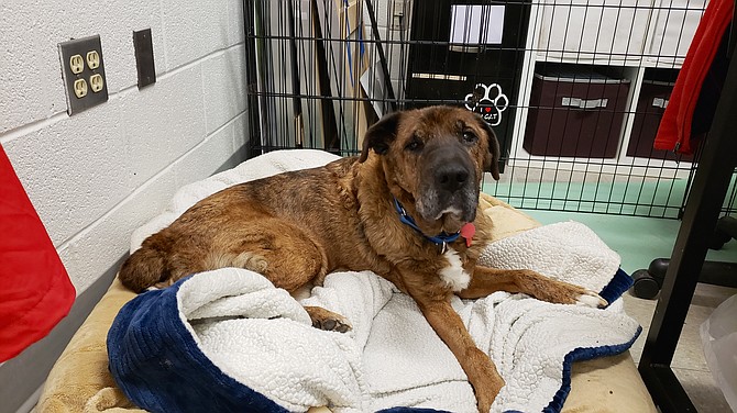 Henry, transferred to the AWLA by a West Virginia-based rescue group, relaxes at the shelter before his adoption.