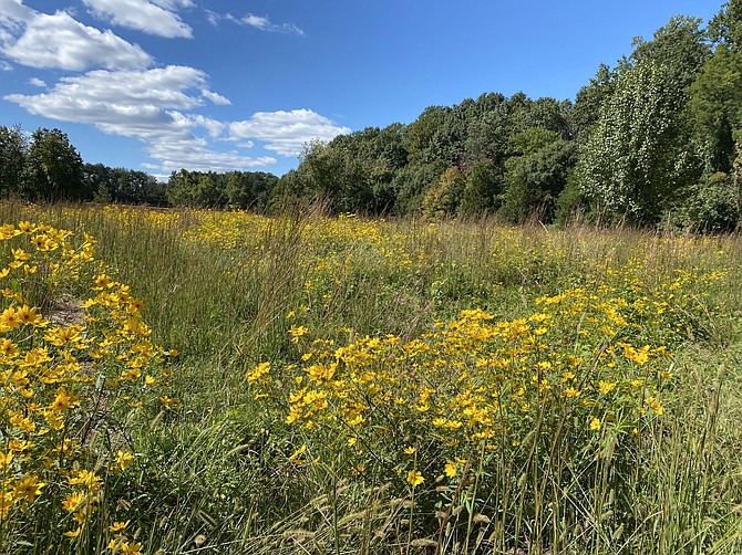 Restoration of healthy meadow ecology, like this one at Franconia Park, Springfield, with abundant native grasses and wildflowers, the expected result after prescribed burns and reseeding.