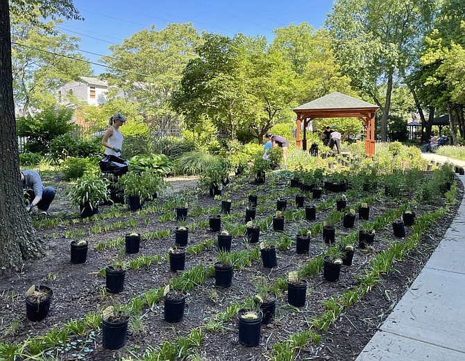 Volunteers from Sycamore School, McLean Bible Church and others help plant Virginia native plants for the new Culpepper Garden community garden on May 15.