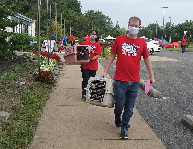 Volunteers ferry pets from cars to the AWLA shelter at a drive-in vaccine clinic.