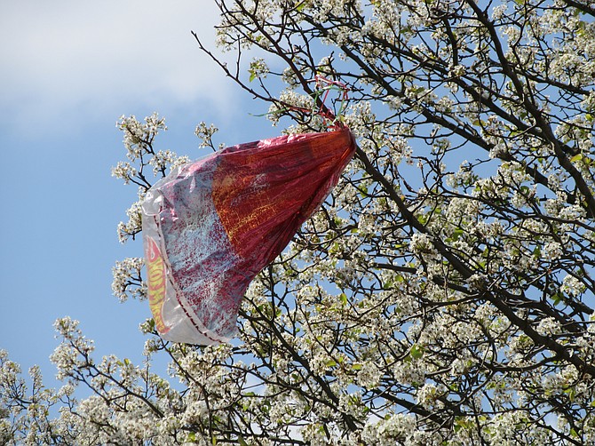 This balloon was snagged in a tree in the Mount Vernon area.