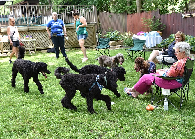 From left, Katherine Chang, Amy Hintosh, Laurice Attia, Kim Williams and Jan Clements and oodles of poodles at the reunion of Gabby’s puppies. The poodles now live in Arlington, Falls Church, Fairfax County, Herndon and Charlottesville.