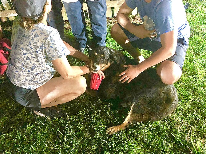 The large 80-pound-plus lab mix after being rescued from falling into an abandoned well on the grounds of the Norwood School Saturday night.