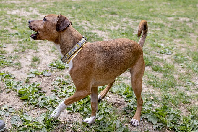 Alexandria’s amended ordinance on dog barking became effective on July 6.