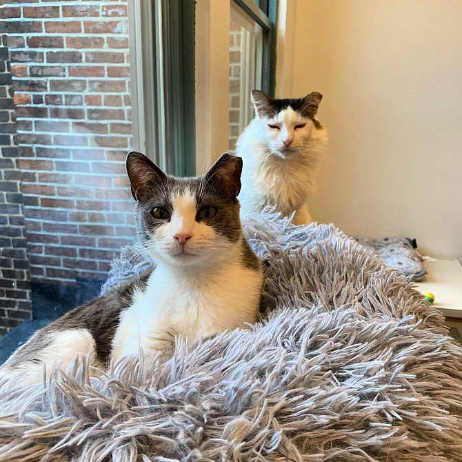 7-year-old sisters Merry and Marlee are sweet and super chill, says Fancy Cats & Dogs Rescue Team﻿. Meet them and many other cuties at Mount Purrnon Cat Café and Wine Bar in Old Town Alexandria. Fancy Cats & Dogs Rescue Team﻿ offers an adoption special until the end of August, with fees waived on bonded pairs ages 1+, and on all cats ages 8+.