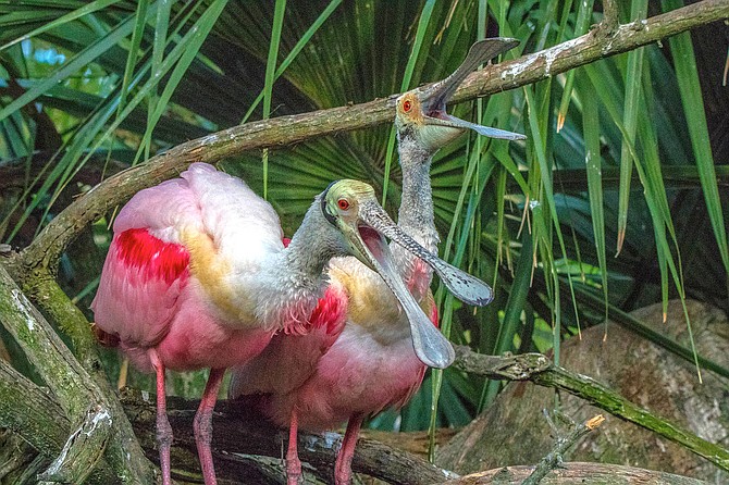 Nature photographer Barbara Saffir said: “I was thrilled to see the spoonbills and to photograph them [at Huntley Meadows] — even after seeing the more colorful breeding-color parents and babies up close this April in St. Augustine (Fla.).”