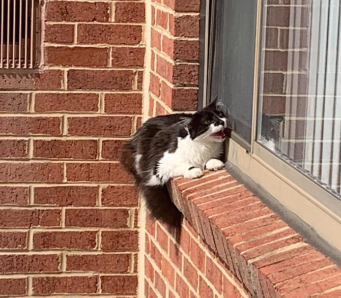 The cat slipped off of this ledge, but had a soft landing in a blanket held by Alexandria Animal Services Officer Scott Valdovinos and Officer-in-Training Jennifer Yang.