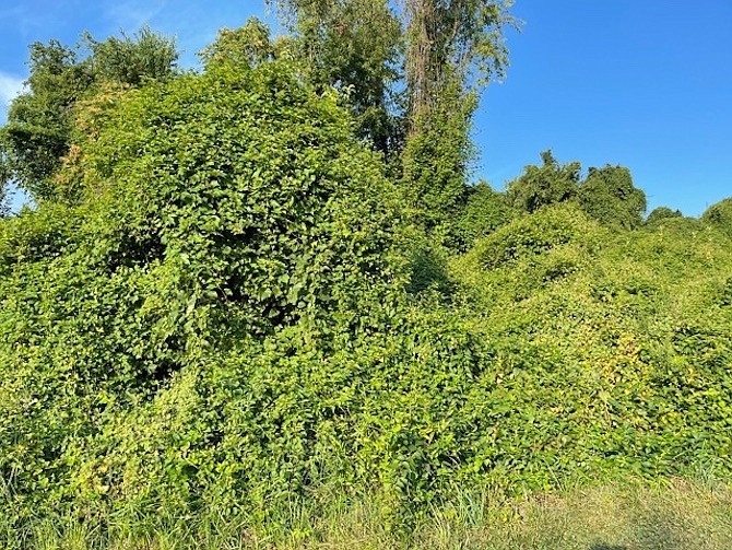 Non-native invasive vines were cleared from this mulberry tree in December 2020 by volunteer O. Alabi. … By August 2021, the same tree was reclaimed by invasive vines. Without determined vine removal efforts this and many native trees would die. Its fruit is a valuable food source to foxes, raccoons, squirrels, and several varieties of birds.