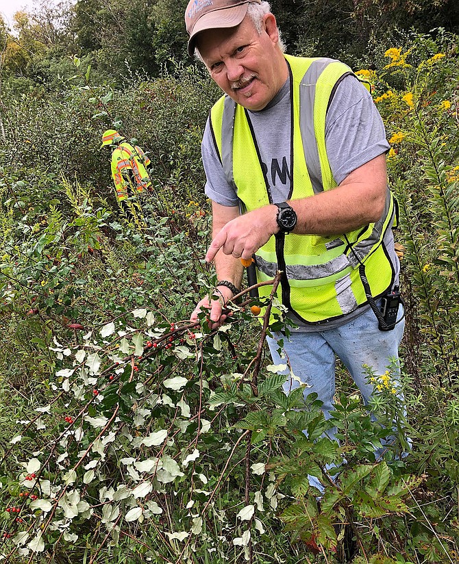 Worker Eric Hanemann removing Autumn Olive, an invasive species.