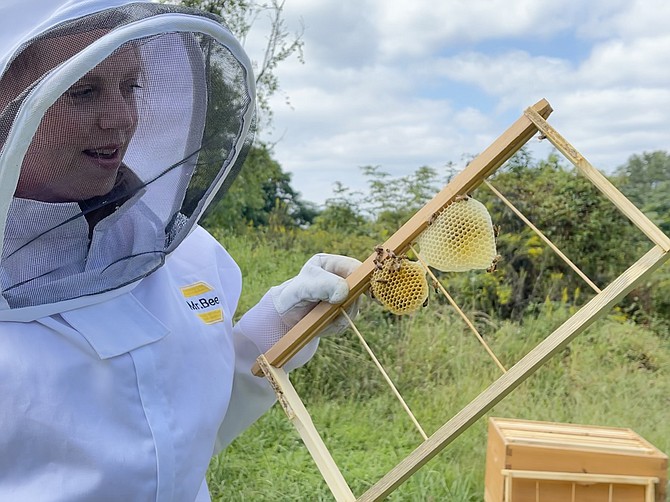 Beehives in Danger