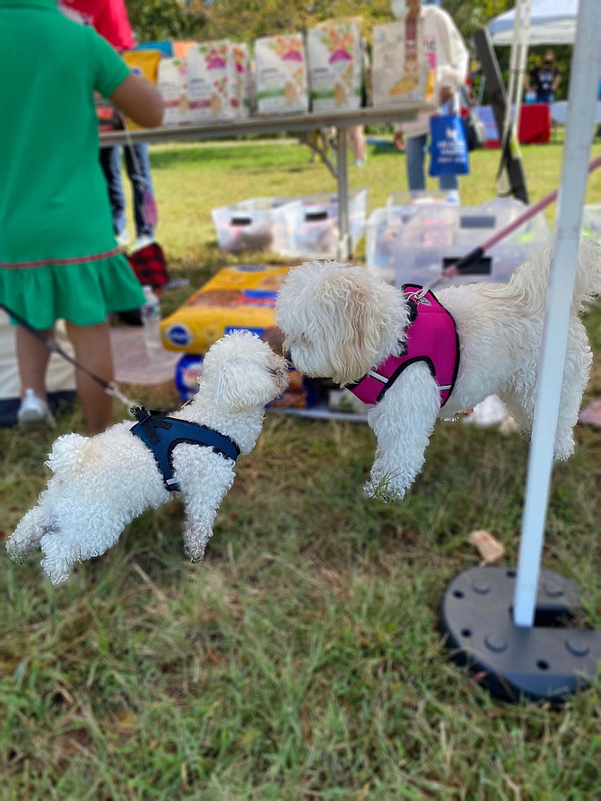 Local pups find a lot in common at the Community Care Clinic, held in Alexandria’s Chirilagua neighborhood. Besides vaccinations, free pet food and supplies were offered at the event, along with shelf-stable groceries for people.